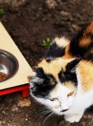 Во Львове начали сбор денег на установку 100 уличных кормушек для котов