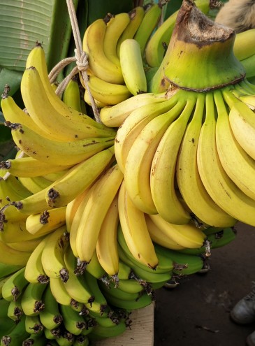 Банановая ферма под Львовом дала первый урожай