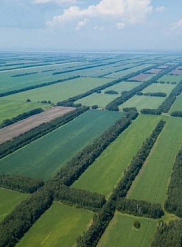 В Украине разворачивают проект по воссозданию лесополос