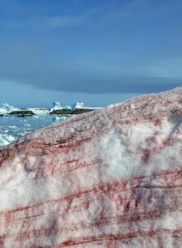 В Антарктиде снег «расцвел» малиновым и розовым цветом