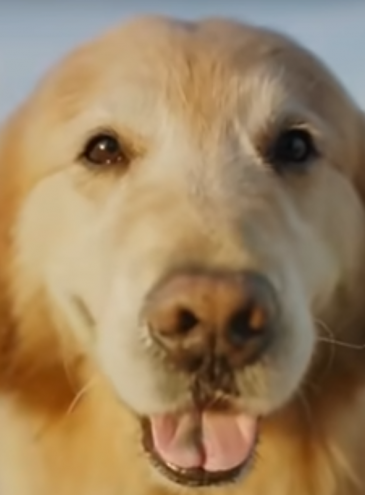 В США бизнесмен оплатил самую дорогую рекламу в мире, помогая ветклинике, где спасли его собаку