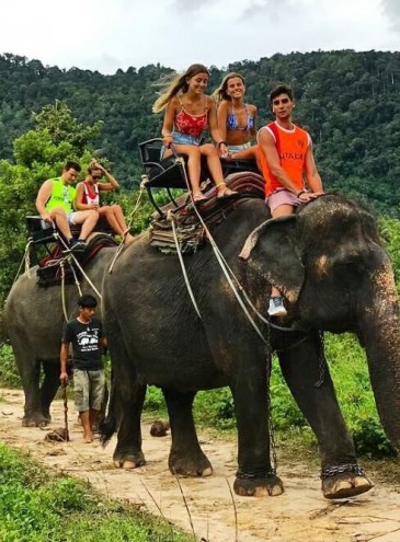 В Таиланде закрывают сотни лагерей, где на слонах катали посетителей: много животных освободят