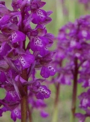 На Кинбурнской косе расцвело самое большое в Европе поле диких орхидей