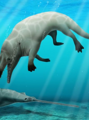 Анубис: предок современных китов ходил по суше и был грозным хищником