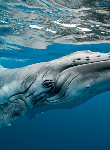 Ісландія перестане видобувати китів