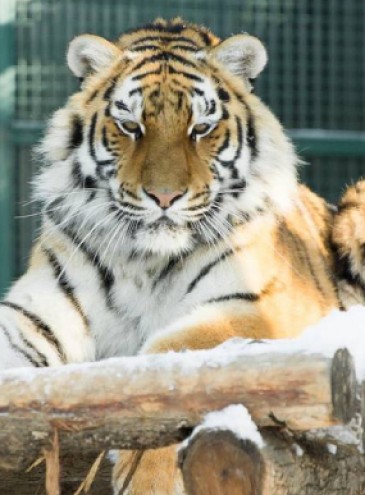 Зоопарки України допоможуть харківському Екопарку врятувати тварин